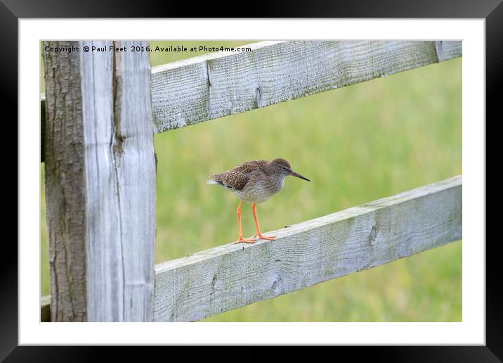 Redshank Perched On a Gate Framed Mounted Print by Paul Fleet