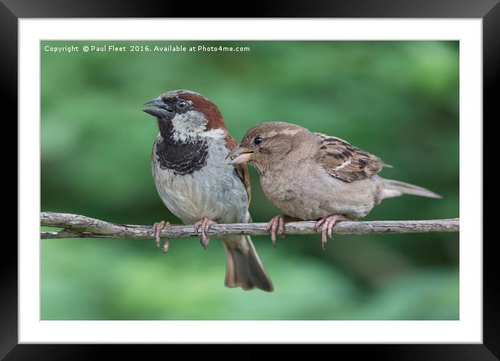 Two House Sparrows Framed Mounted Print by Paul Fleet