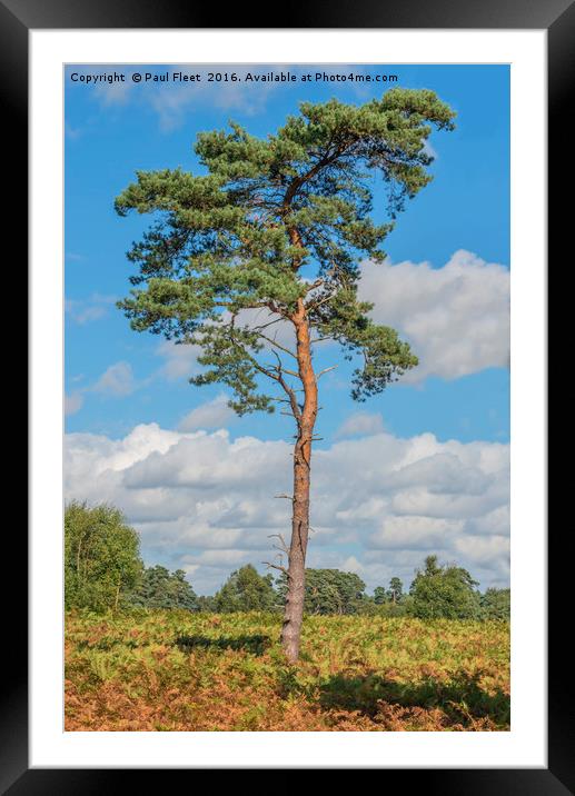 Scots Pine Tree Framed Mounted Print by Paul Fleet