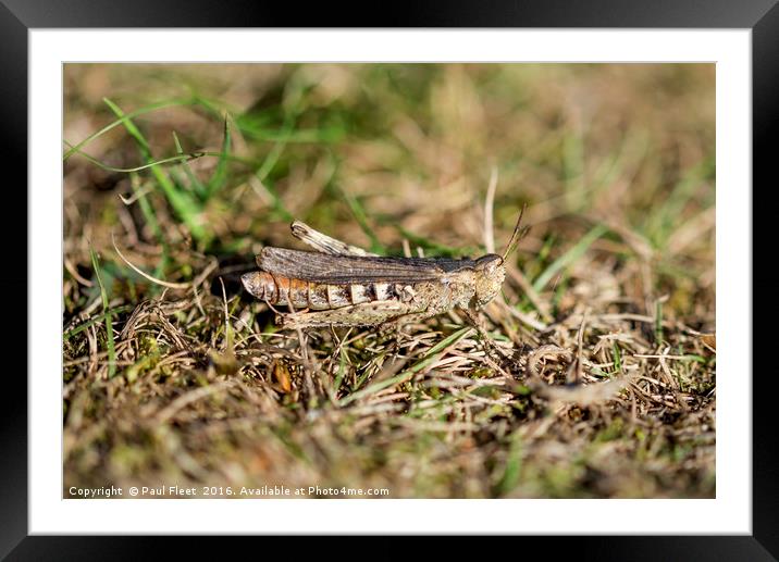 Well camouflaged Field Grasshopper  Framed Mounted Print by Paul Fleet