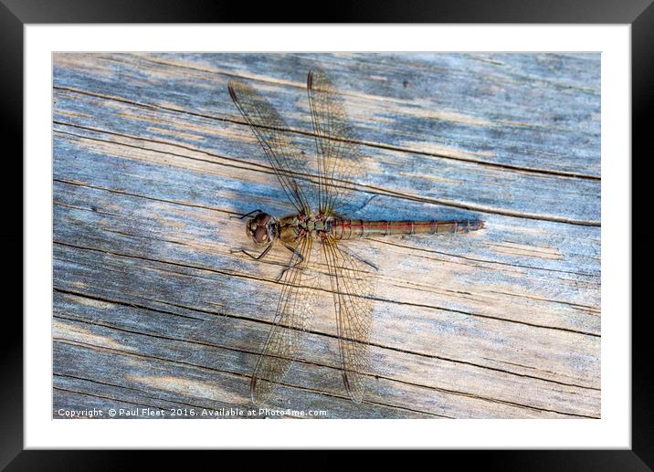 Dragonfly Female Common Darter  Framed Mounted Print by Paul Fleet