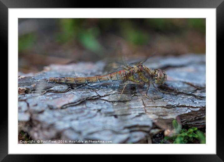 Resting Common Darter Dragonfly Framed Mounted Print by Paul Fleet