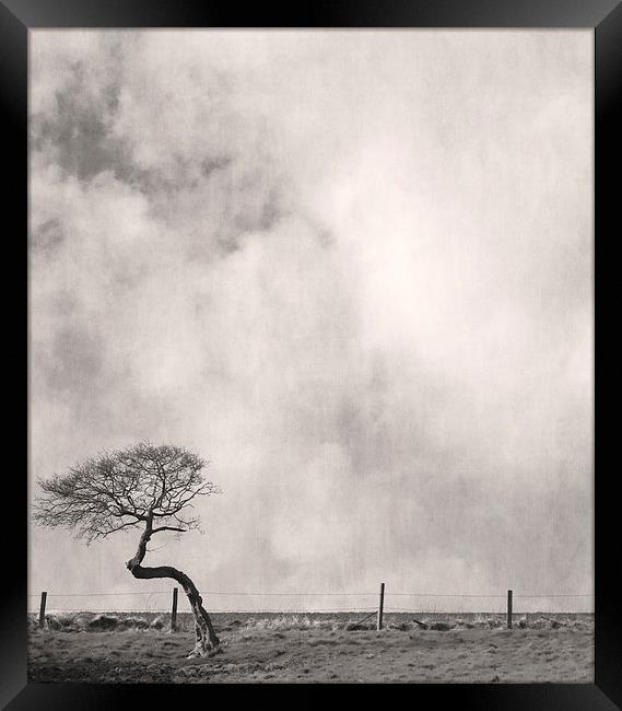 Bent Tree With Fence Framed Print by Steven Garratt