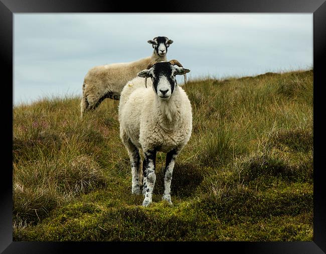 Sheep In Coverdale Framed Print by Steven Garratt