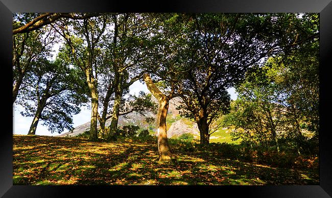 Grasmoor Behind The Trees, Lake District, Cumbria Framed Print by Steven Garratt