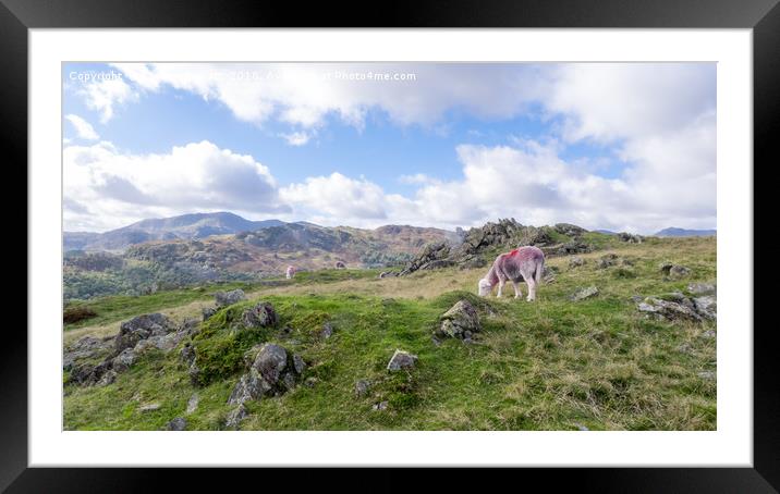 Herdwick Sheep near Spedding Crag, Chapel Stile, l Framed Mounted Print by Steven Garratt