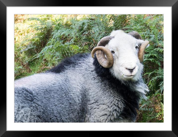 Herdwick sheep Near Coniston, Cumbria Framed Mounted Print by Steven Garratt