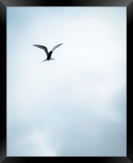 Artic Tern in Flight Framed Print by Peta Thames