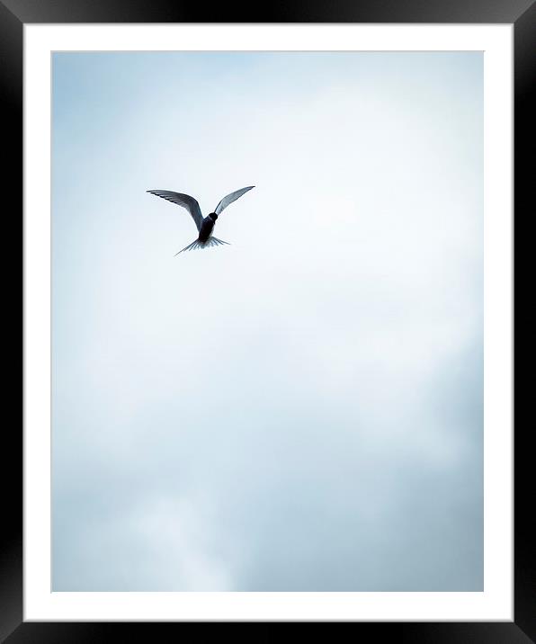 Artic Tern in Flight Framed Mounted Print by Peta Thames