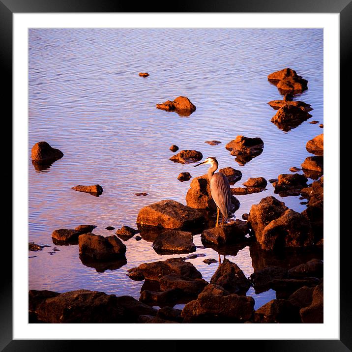 Elegant Heron Framed Mounted Print by Peta Thames