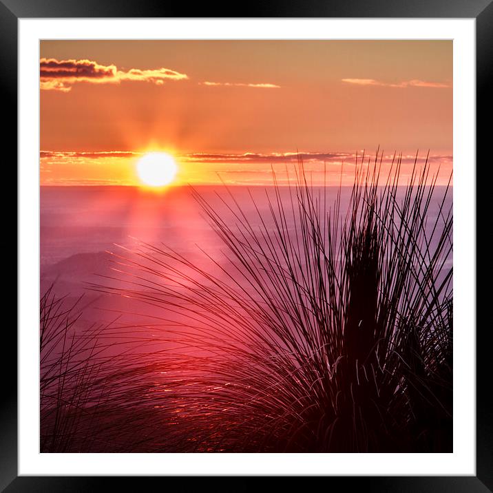 Grasstree Sunset Framed Mounted Print by Peta Thames
