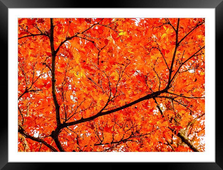 Glorious Autumn Leaves Framed Mounted Print by Peta Thames