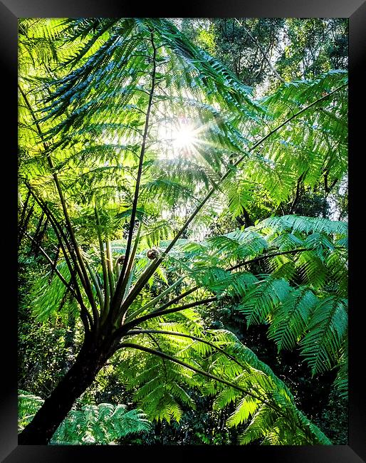 Daintree Rainforest Sunlight Framed Print by Peta Thames