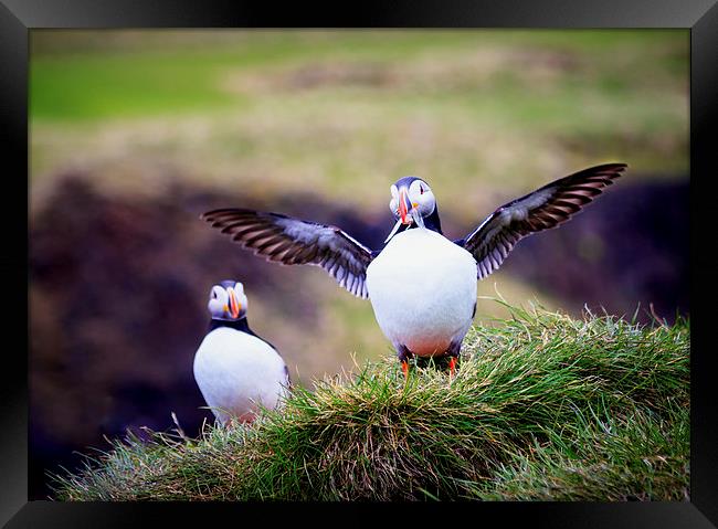 Proud Puffin Framed Print by Peta Thames