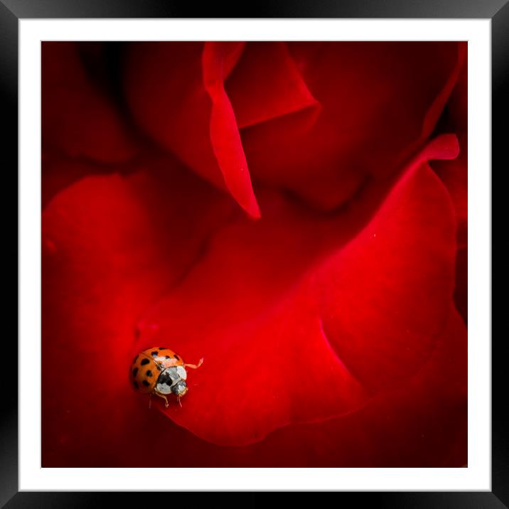Ladybird in Rose Framed Mounted Print by Peta Thames
