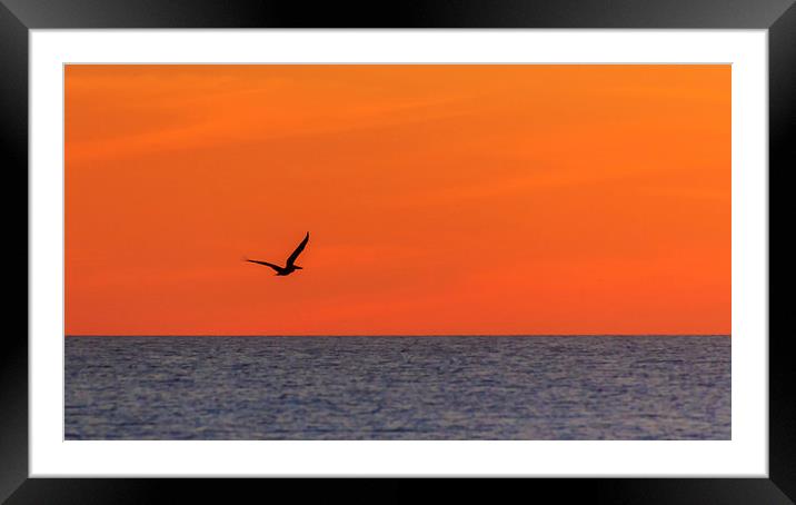 Sunset Pelican Framed Mounted Print by Peta Thames