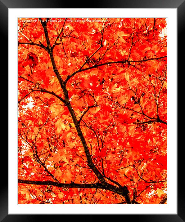 Mass of Maple Framed Mounted Print by Peta Thames