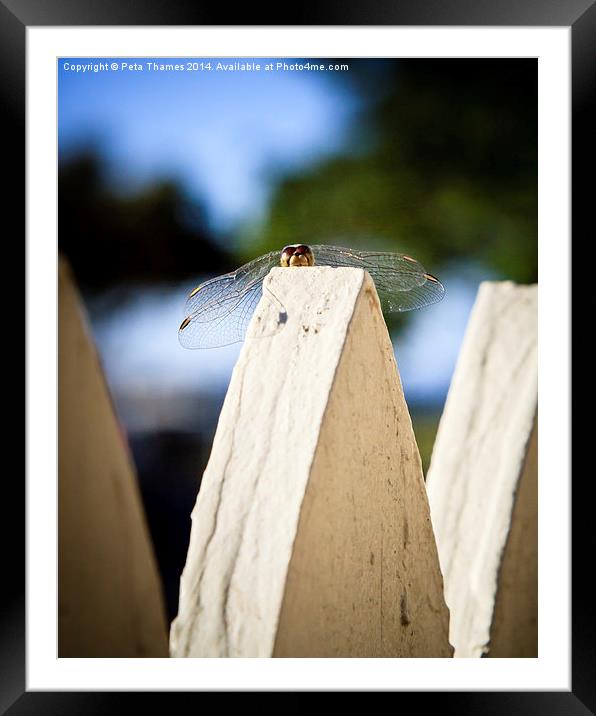 Cool Dude Dragonfly Framed Mounted Print by Peta Thames