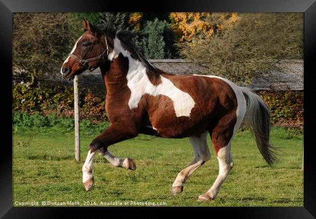 Gypsy Cob Horse Galloping Free Framed Print by Duncan Monk