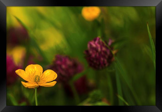  Buttercup and Clover. Framed Print by Peter Bunker