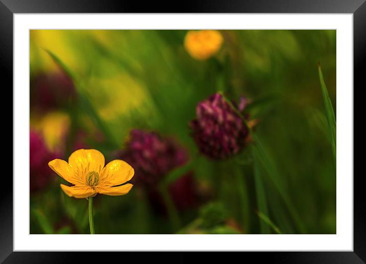  Buttercup and Clover. Framed Mounted Print by Peter Bunker