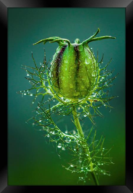 Nigella After Rain.  Framed Print by Peter Bunker