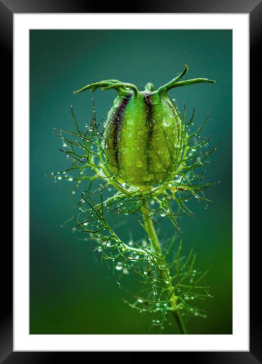 Nigella After Rain.  Framed Mounted Print by Peter Bunker