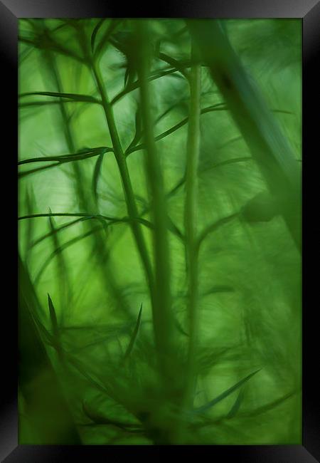  In the Undergrowth. Framed Print by Peter Bunker