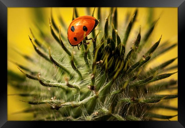  Ladybird and Thistle. Framed Print by Peter Bunker