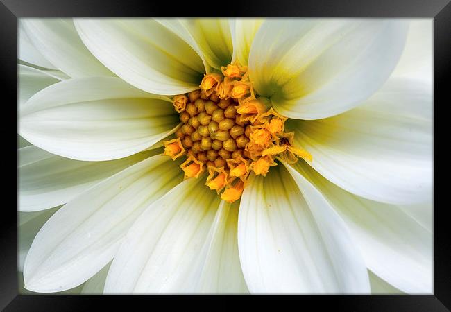  Dahlia. Framed Print by Peter Bunker