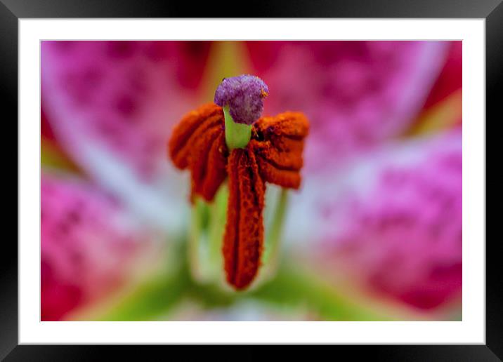  Lily the Pink. Framed Mounted Print by Peter Bunker