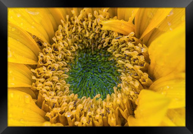  Late Sunflower. Framed Print by Peter Bunker