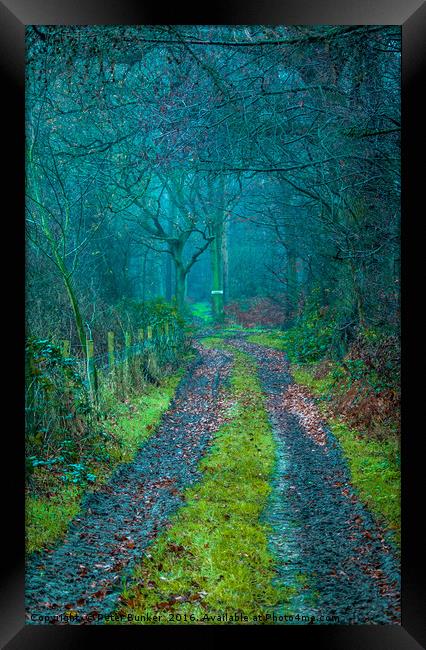 Magic Woods. Framed Print by Peter Bunker