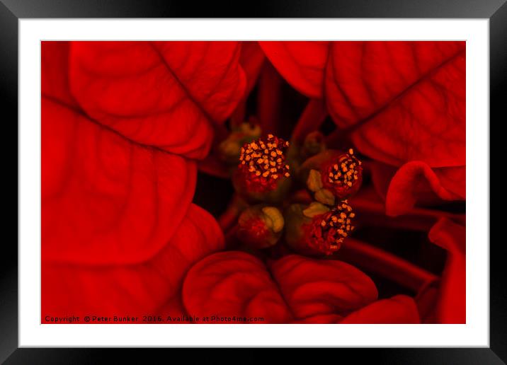 Poinsettia. Framed Mounted Print by Peter Bunker