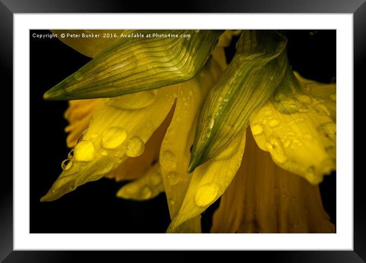 Daffs In Jan 2. Framed Mounted Print by Peter Bunker