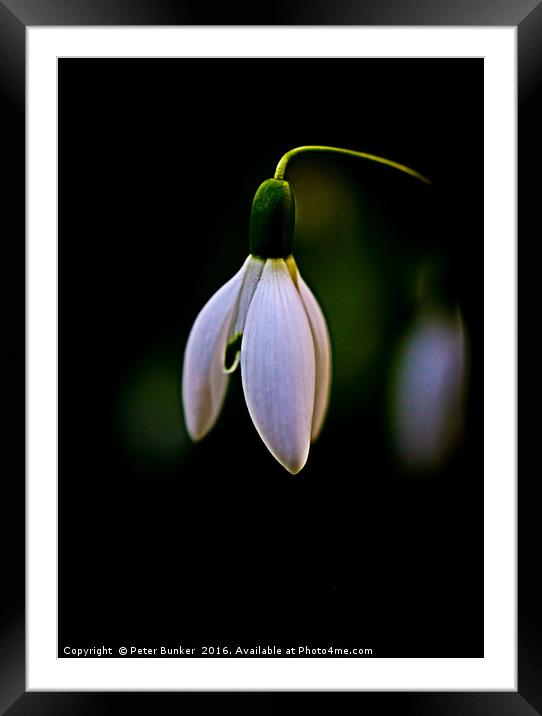 Snowdrop. Framed Mounted Print by Peter Bunker