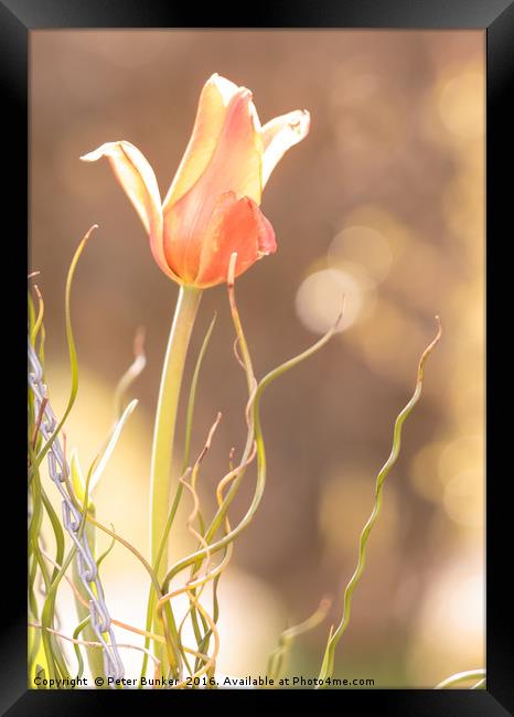 Backlit Tulip. Framed Print by Peter Bunker