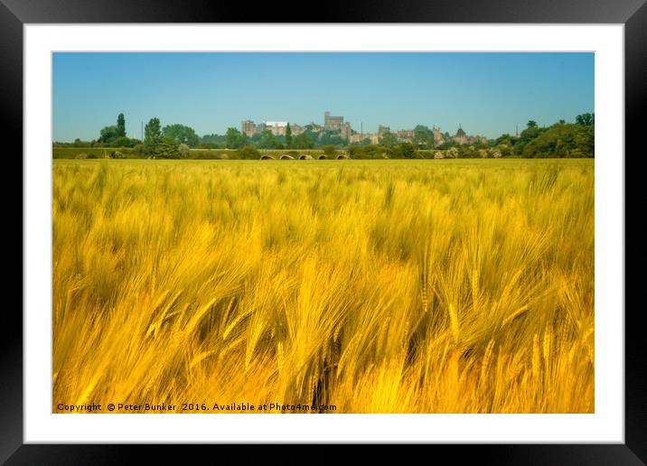 Corn and Castle. Framed Mounted Print by Peter Bunker