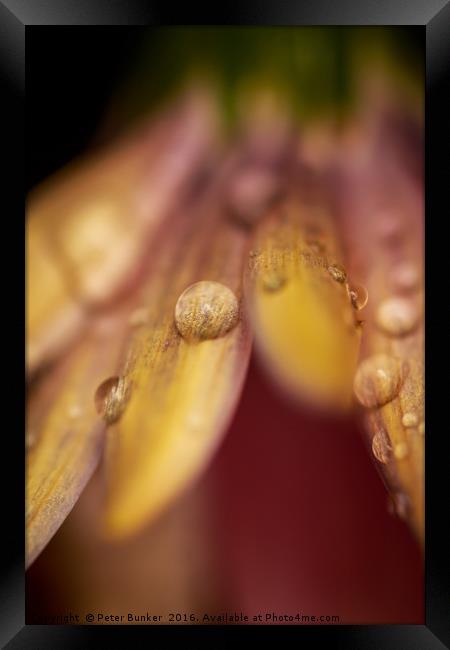 Droplets.  Framed Print by Peter Bunker