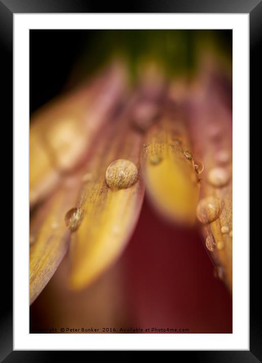Droplets.  Framed Mounted Print by Peter Bunker