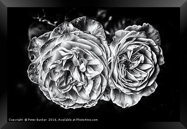 Monochrome Roses Framed Print by Peter Bunker