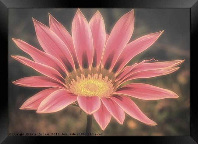 Gazania. Framed Print by Peter Bunker