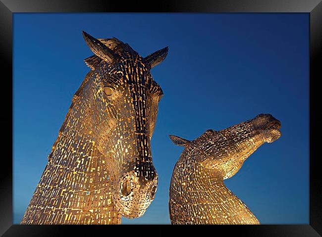 Yellow Heads Framed Print by Stephen Taylor