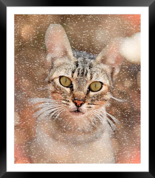 frozen and drizzled Framed Mounted Print by Jose Luis Mendez Fernandez