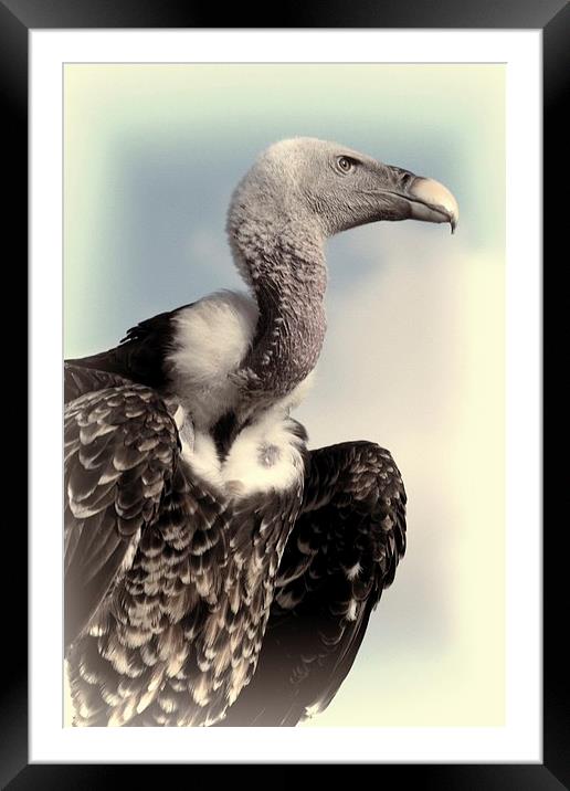  Vulture Framed Mounted Print by Jose Luis Mendez Fernandez