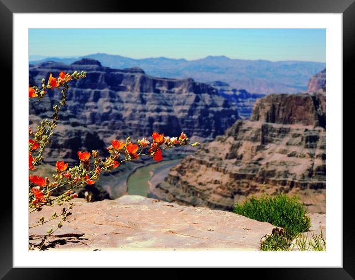  Grand Canyon Guano Point West Rim Framed Mounted Print by Andy Smith