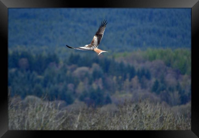 Red Kite in flight Framed Print by Andy Smith