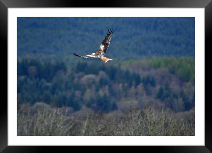 Red Kite in flight Framed Mounted Print by Andy Smith