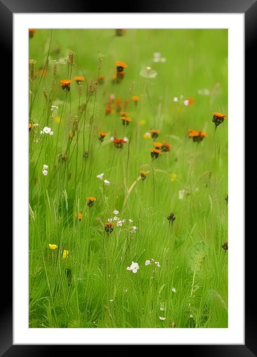 Enchanting Summer Meadow Framed Mounted Print by Andy Smith