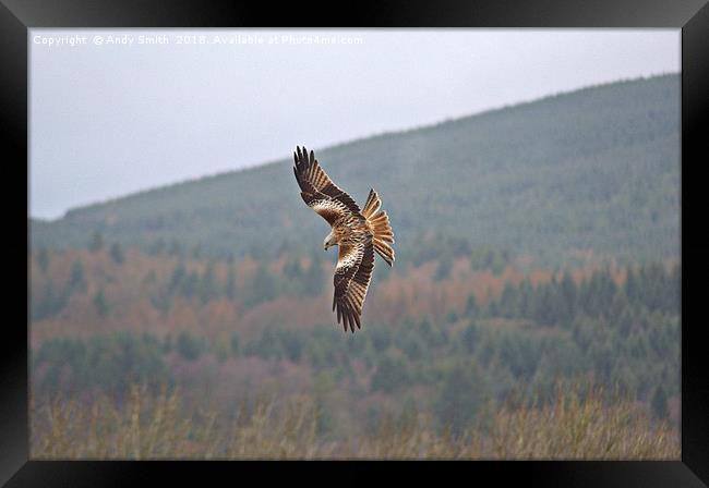 Red Kite Framed Print by Andy Smith